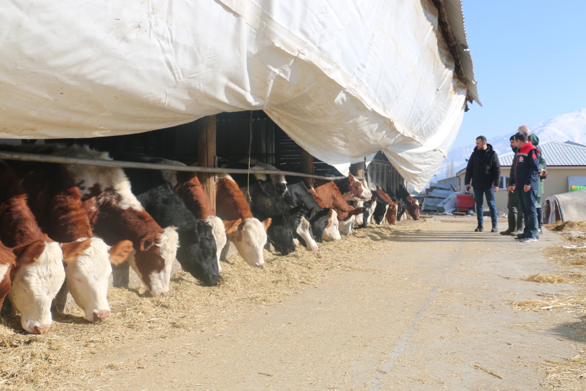 Erzincan Büyükbaş Hayvan Işletmelerine Arilik Işletmesi (9)