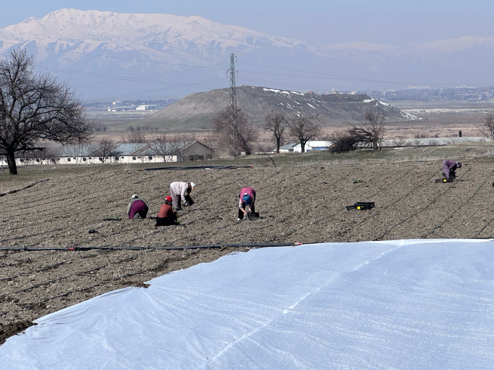 Kertah Lahanası Dikimi (12)