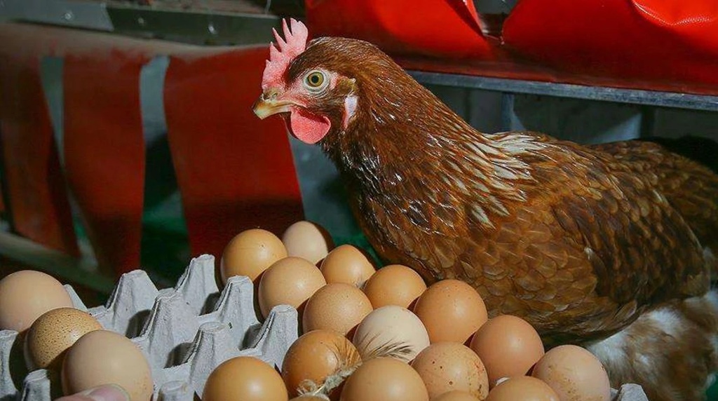 Yumurta Fiyat Artışı