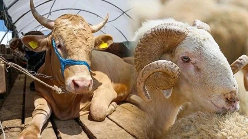 Erzincanda Kurbanlık Fiyatları