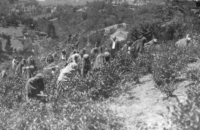21 Mayıs Çay Günü