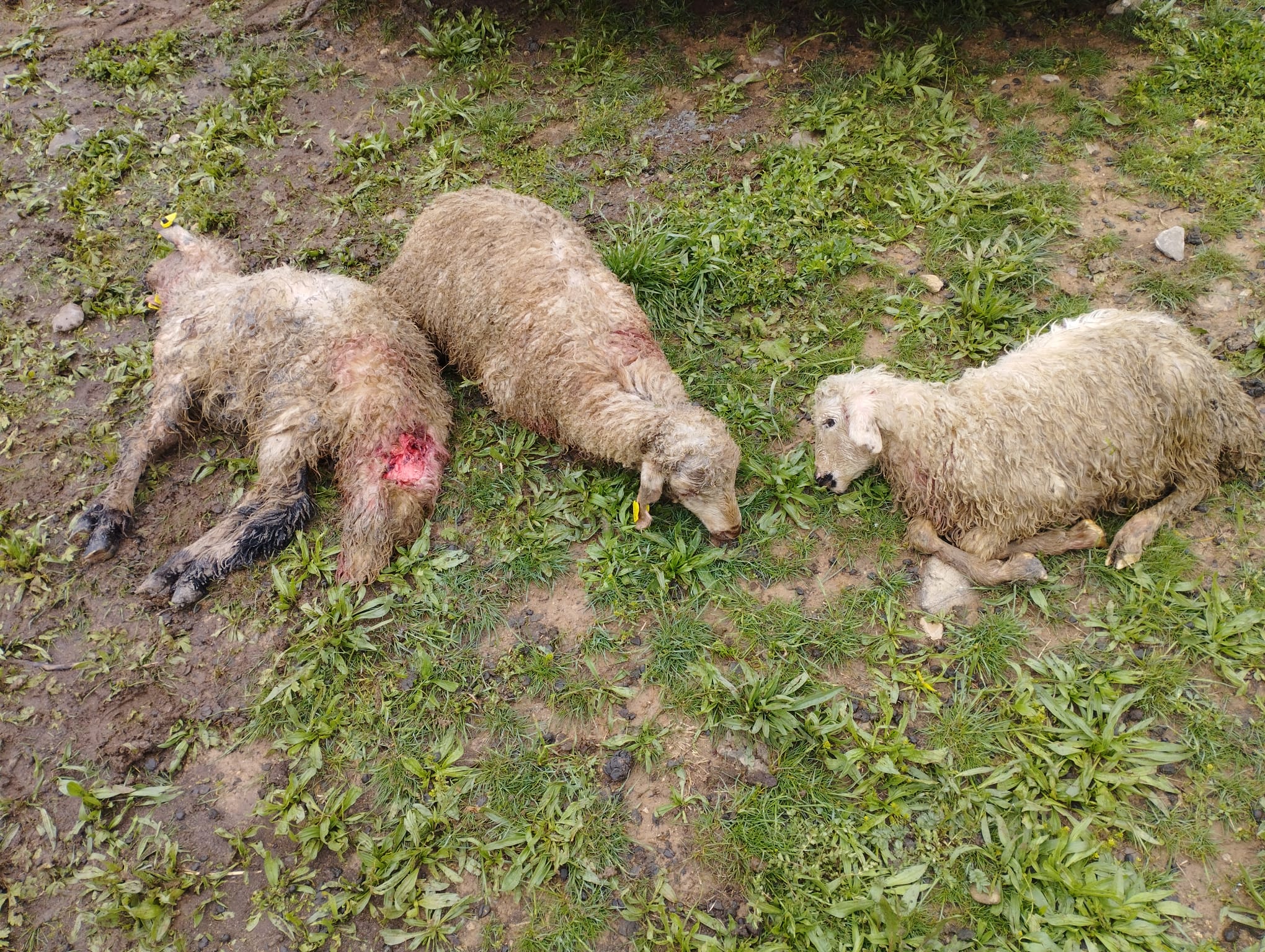 Erzincanda Kurt Saldırısı (2)