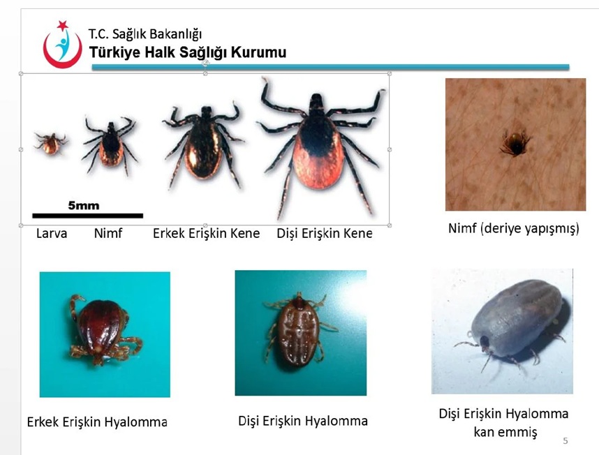Kene Görüntüleri