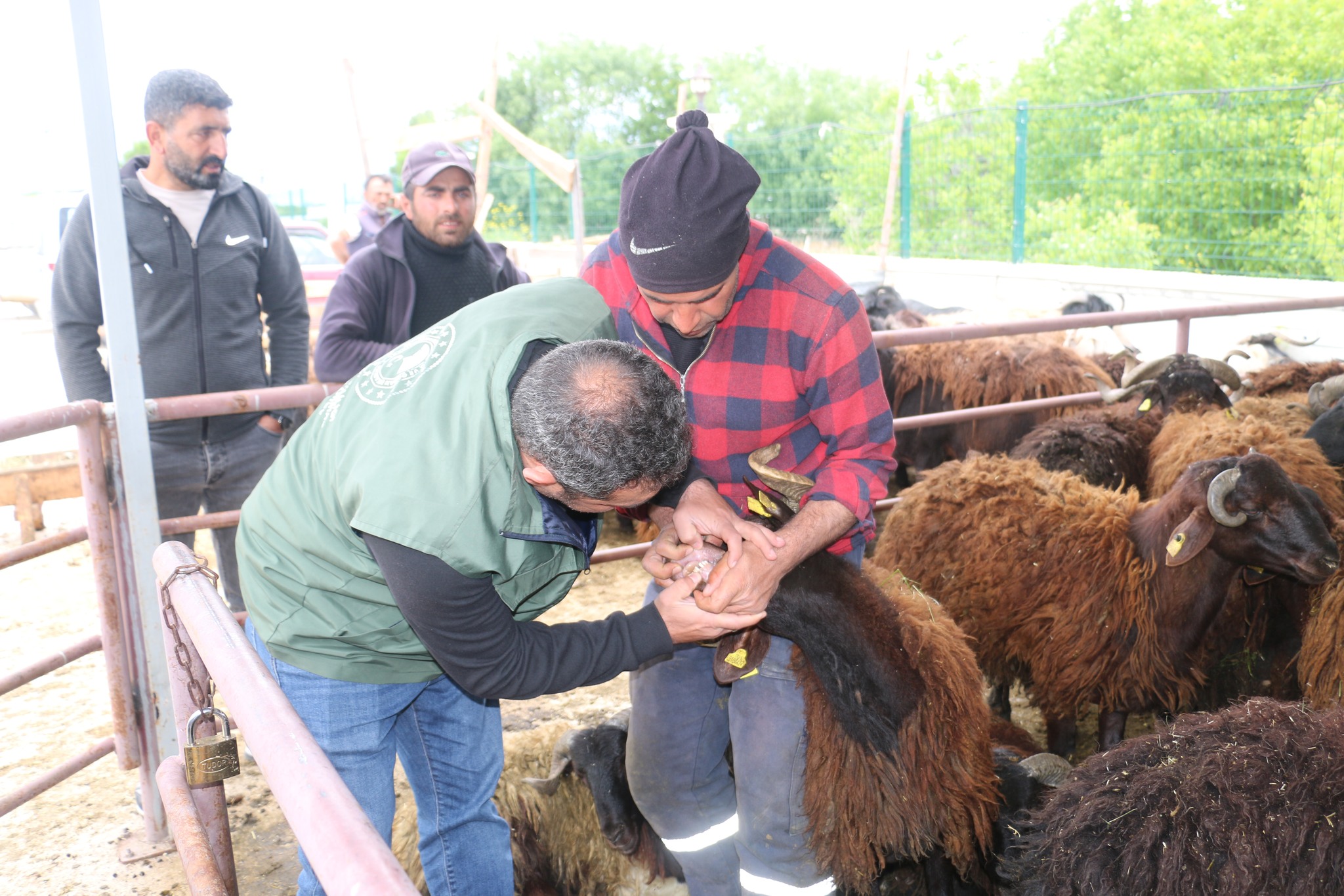 Erzincan Hayvan Pazarında Bayram Yoğunluğu (2)