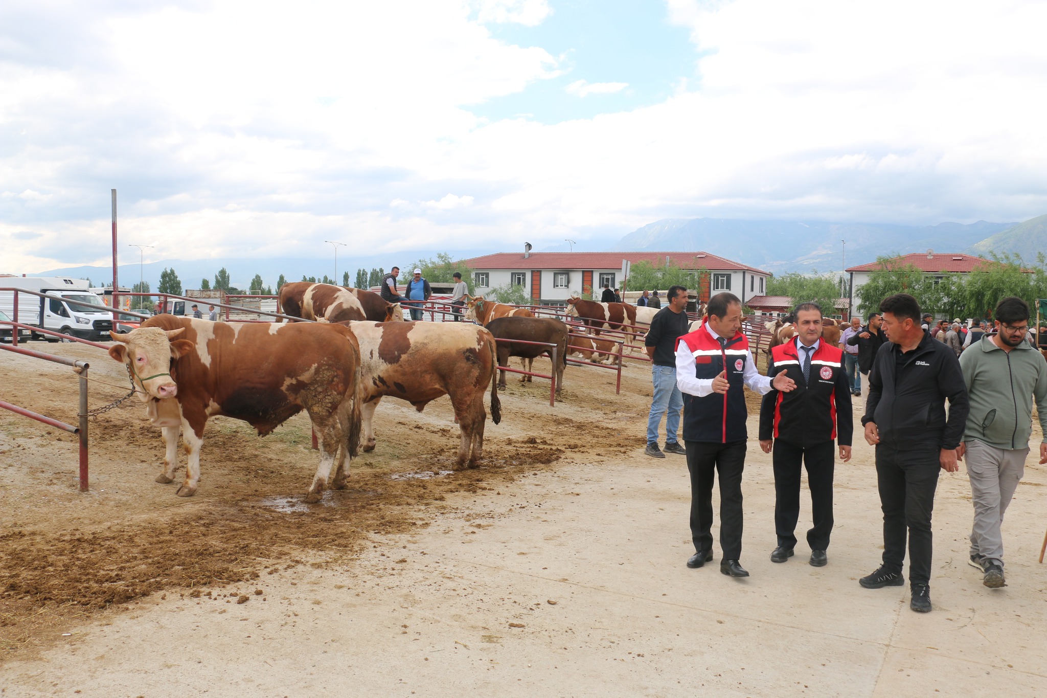 Erzincan Hayvan Pazarında Bayram Yoğunluğu (6)