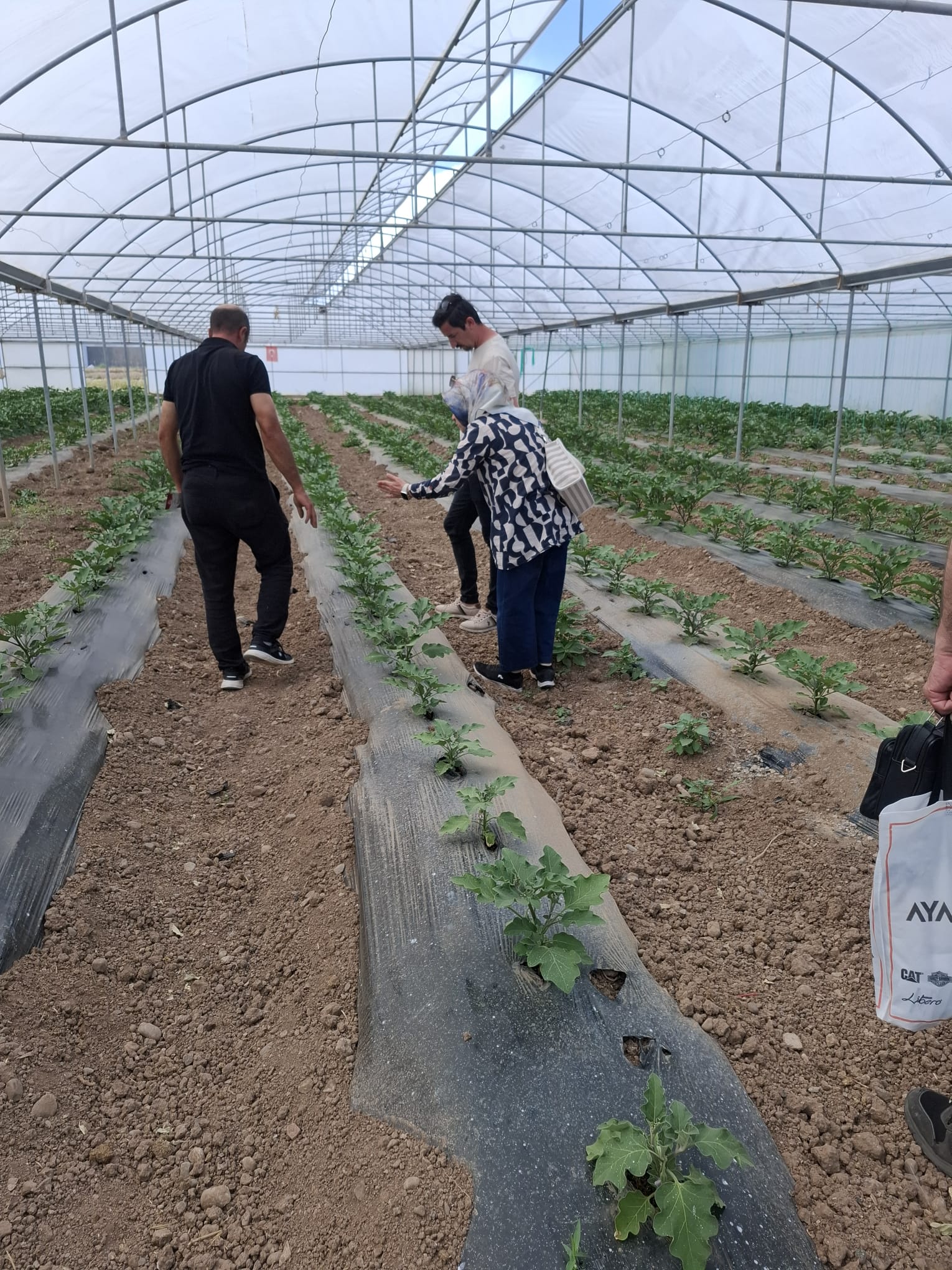 Erzincan’da Pestisit Kontrolleri Sıkı Tutuluyor… (1)