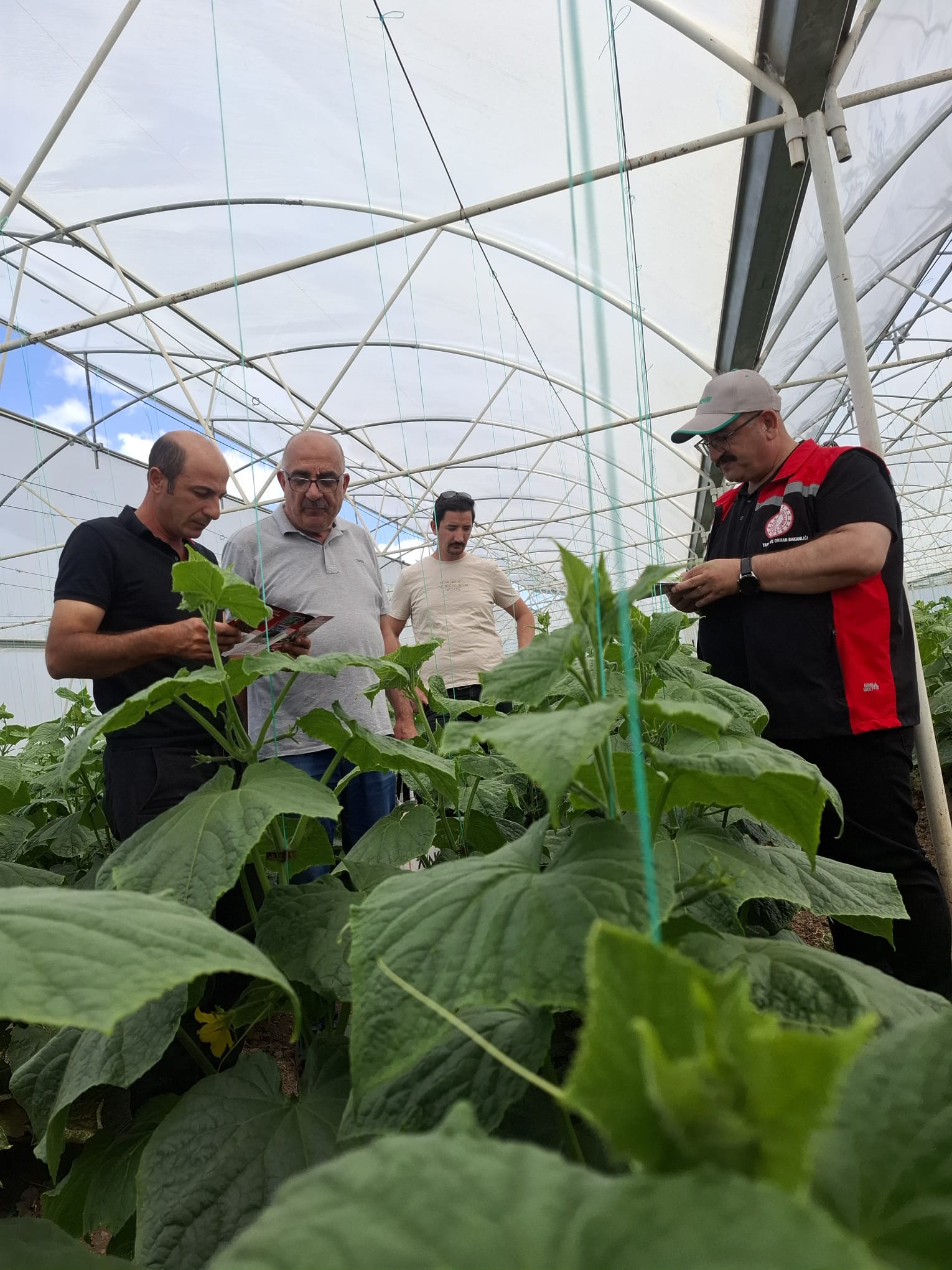 Erzincan’da Pestisit Kontrolleri Sıkı Tutuluyor… (5)