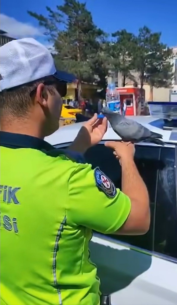 Polis Güvercin