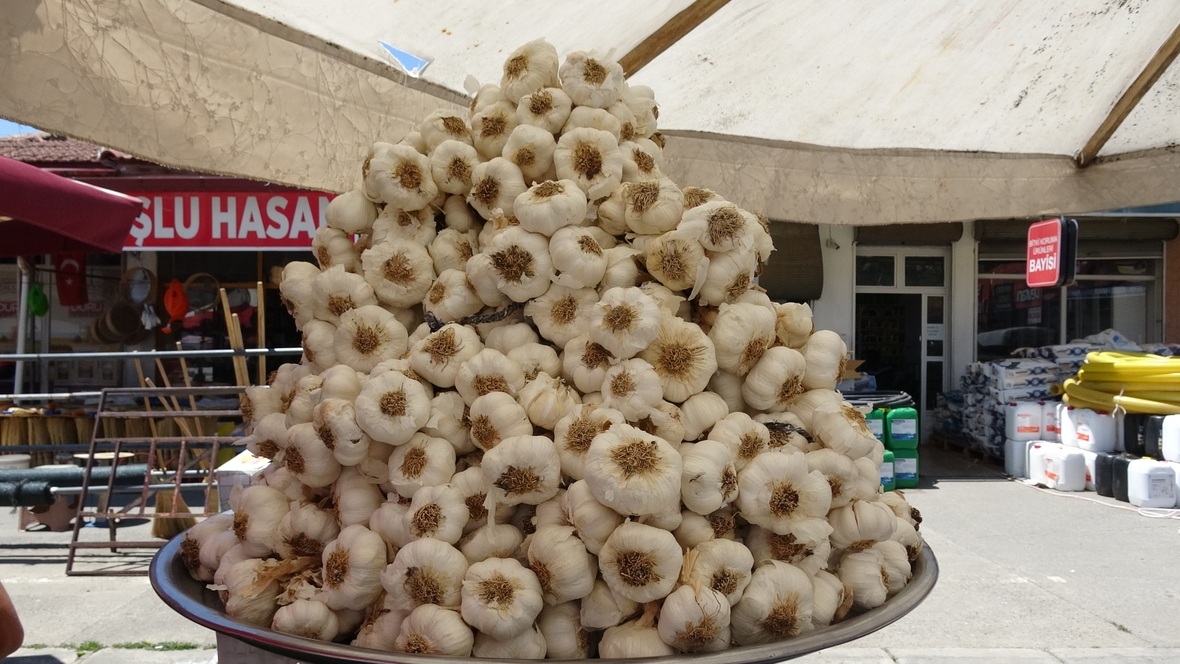 Sarımsak1