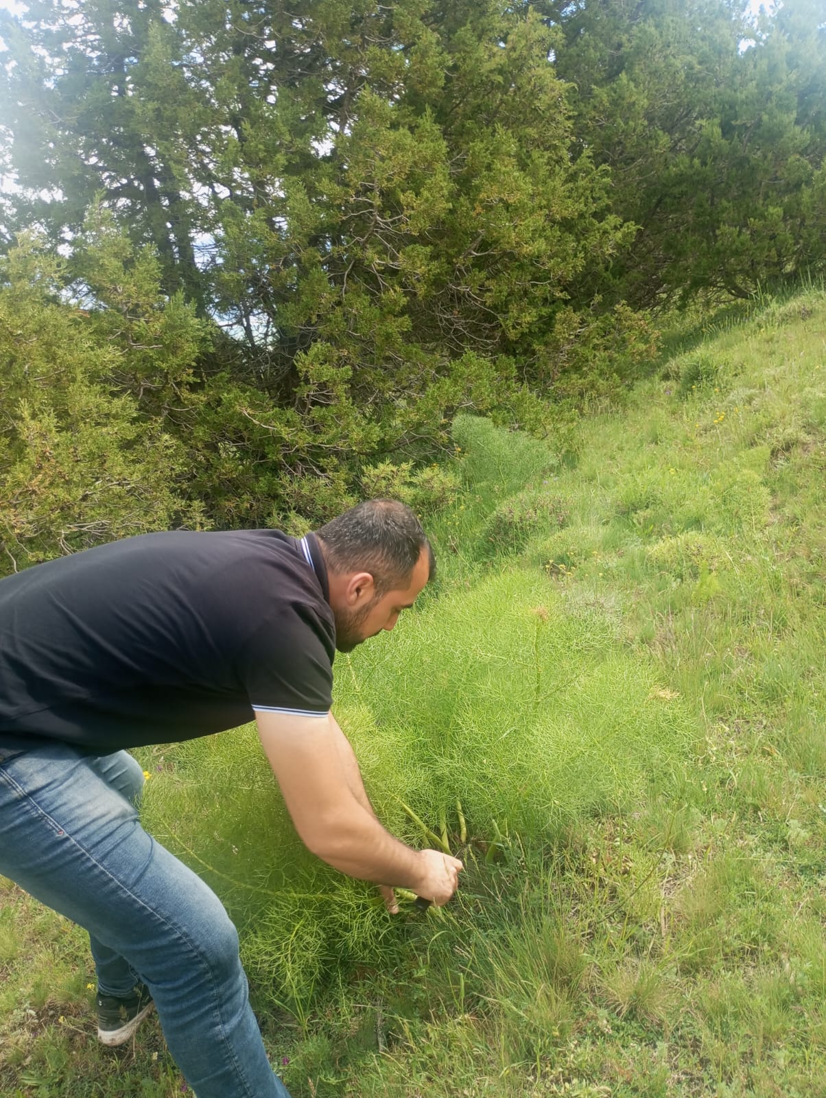 Çakşır Otu Projesi (6)