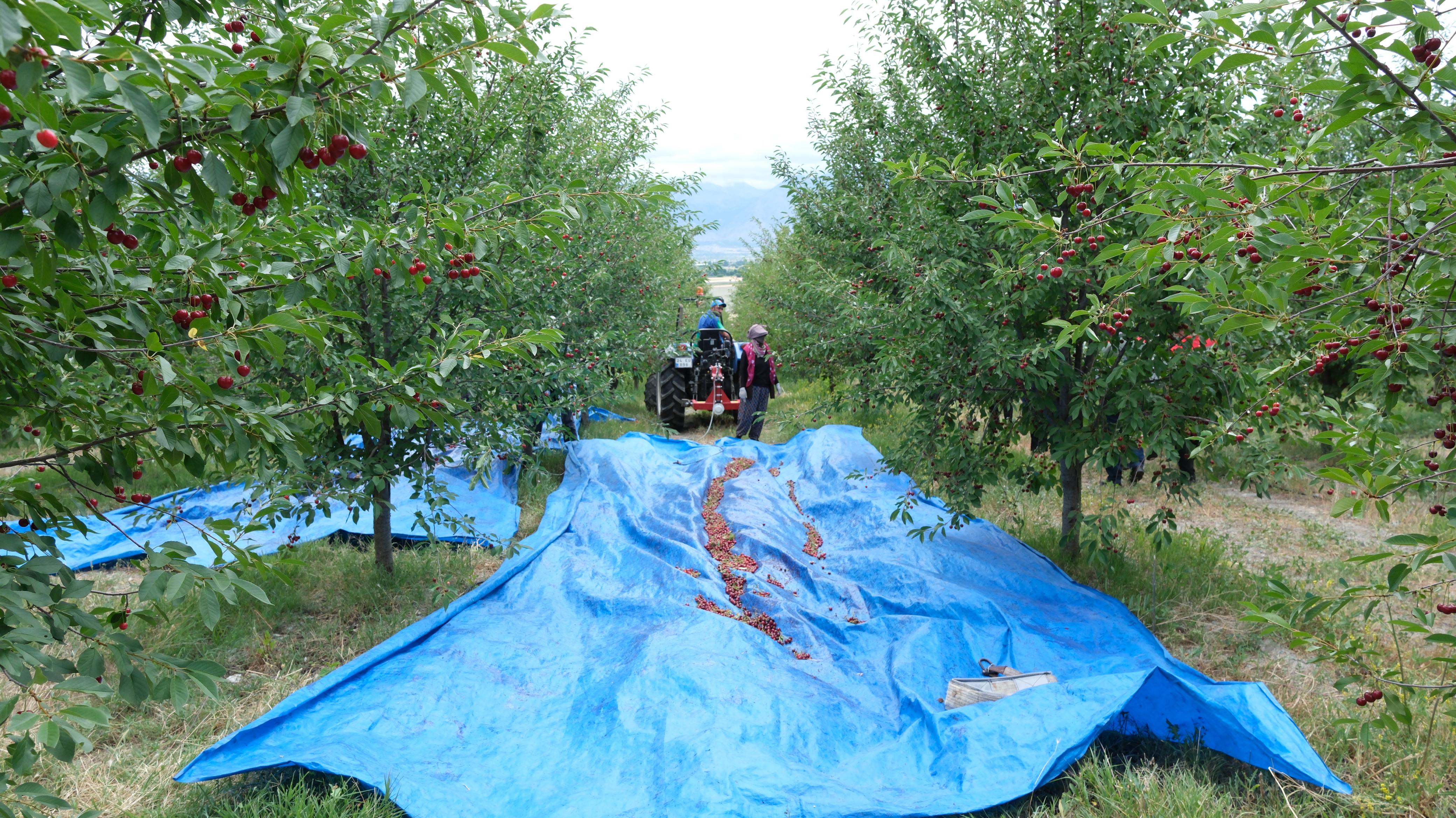 Vişne Hasadı (7)
