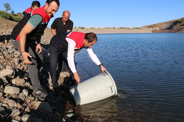 200 Bin Sazan Yavrusu Suyla Buluştu (1)