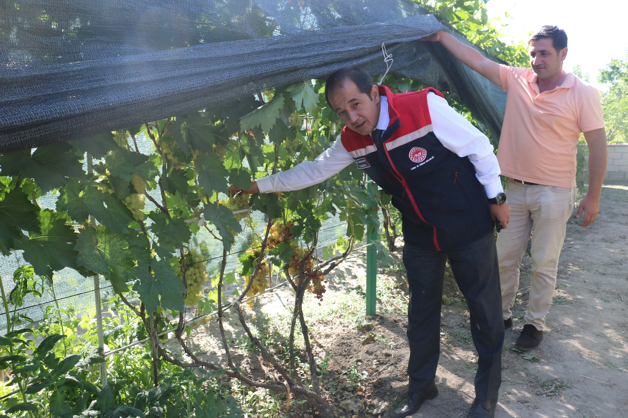 300 Metrekarde 70 Çeşit Üzüm Yetiştiriyor (10)