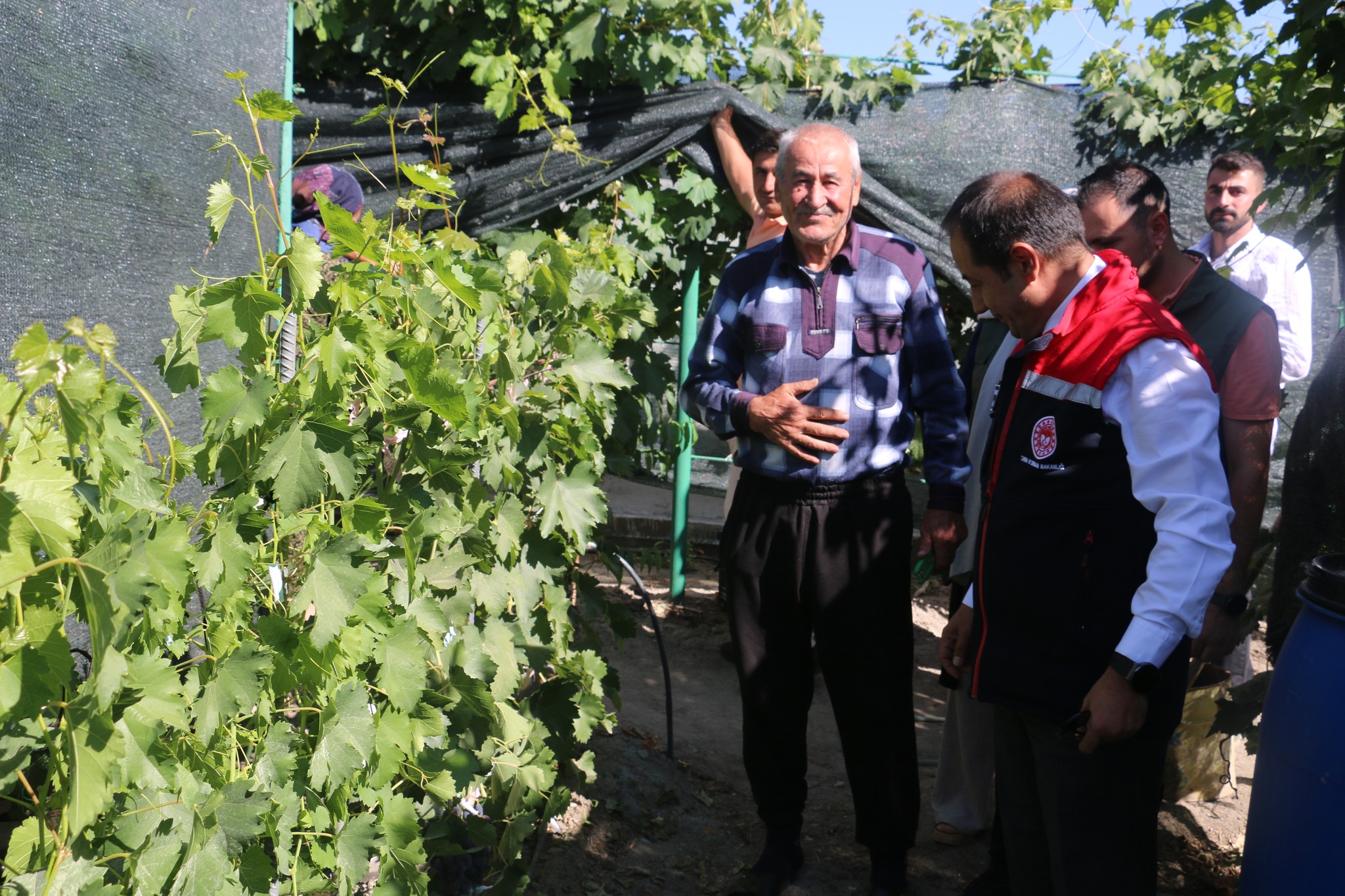 300 Metrekarde 70 Çeşit Üzüm Yetiştiriyor (6)