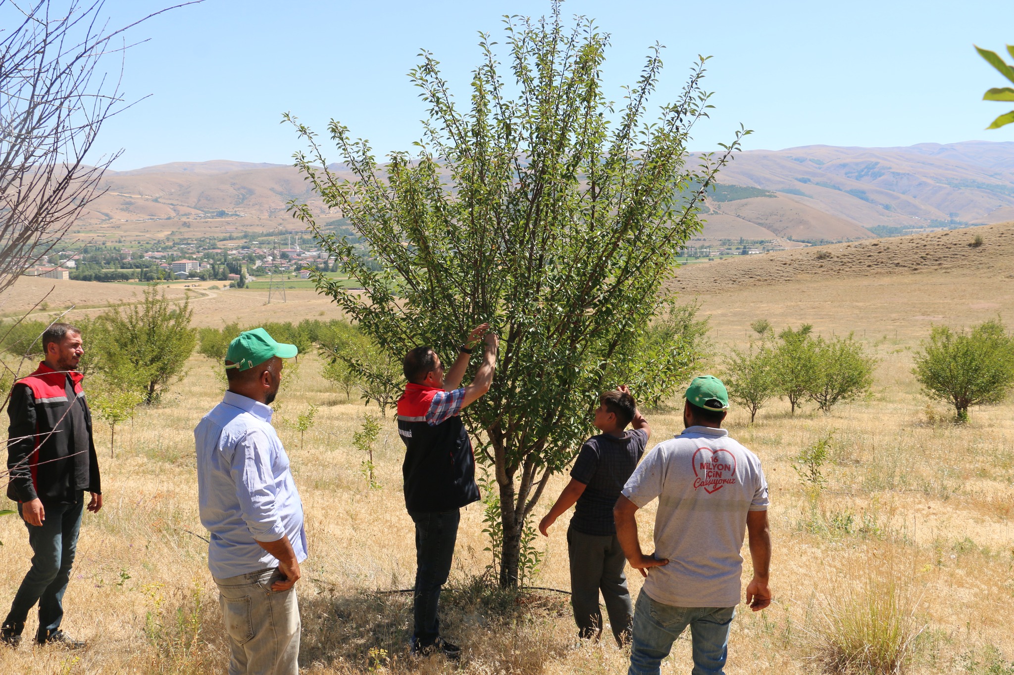 Çayırlı Vişne (3)