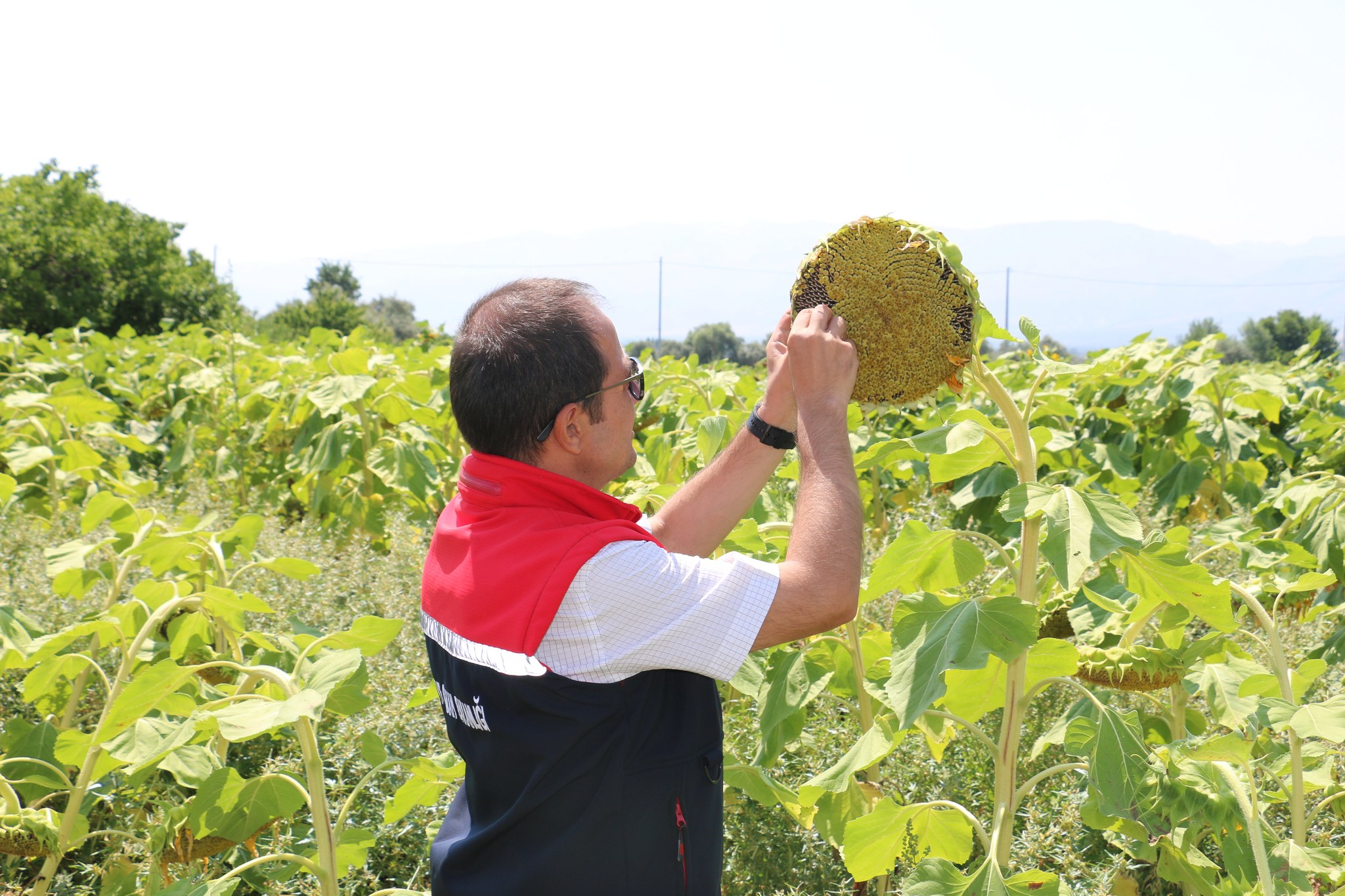 Çekirdeklik Ayçiçeği (1)