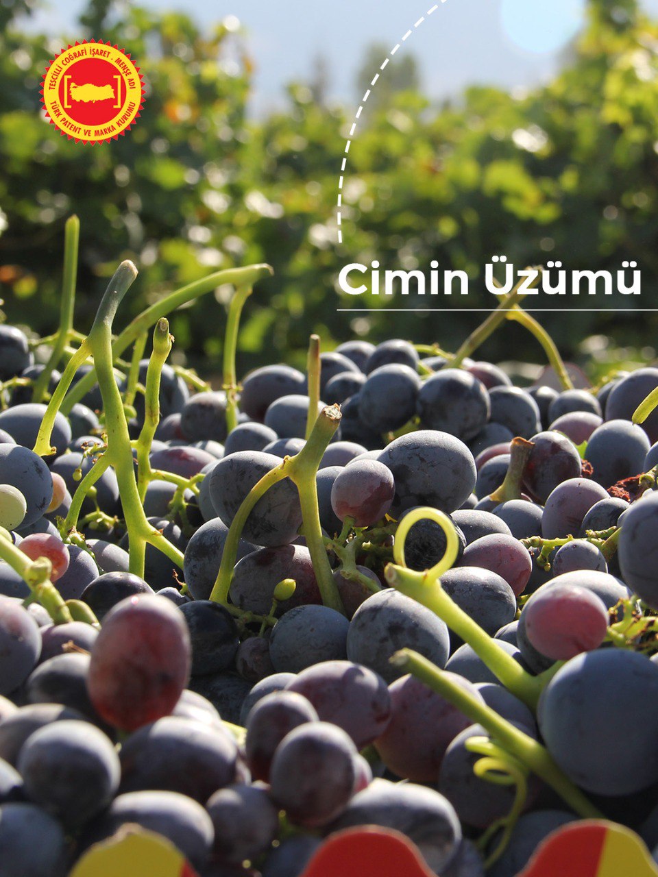 Cimin Üzümü-9