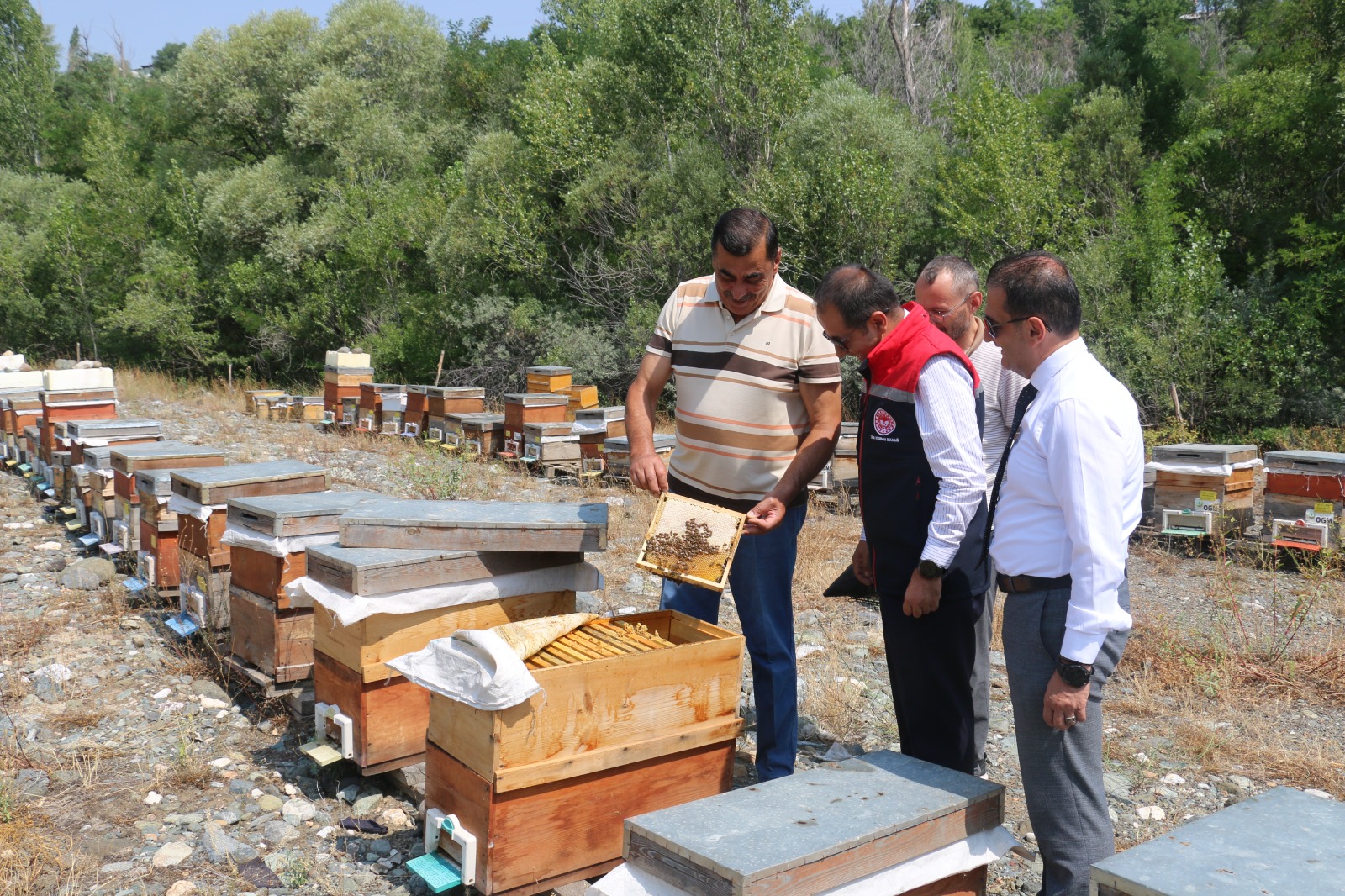 Erzincan Geven Balı (1)