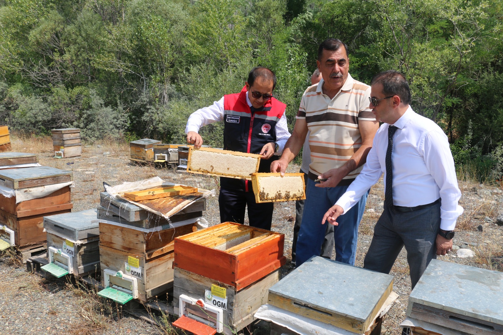 Erzincan Geven Balı (9)