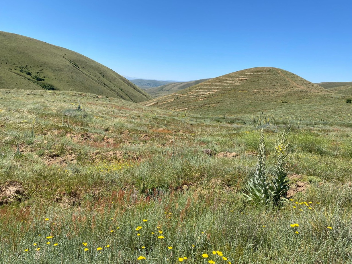 Erzincan Umurlu Ağaçlandırma