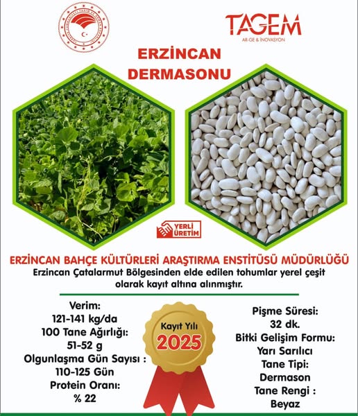 Fasulye Çeşidi Erzincan Dermason