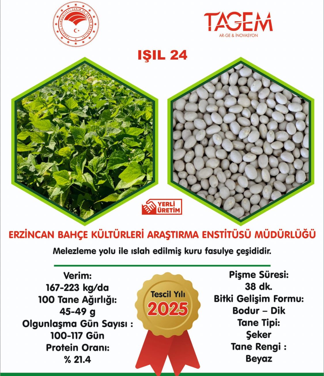 Fasulye Çeşidi Işıl 24