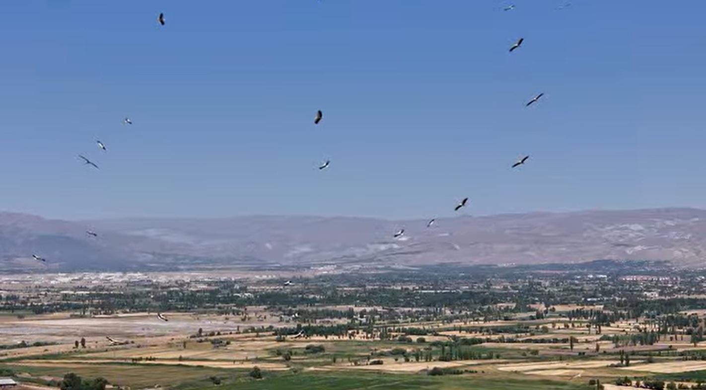 Göçmen Kuşlar Erzincan 1