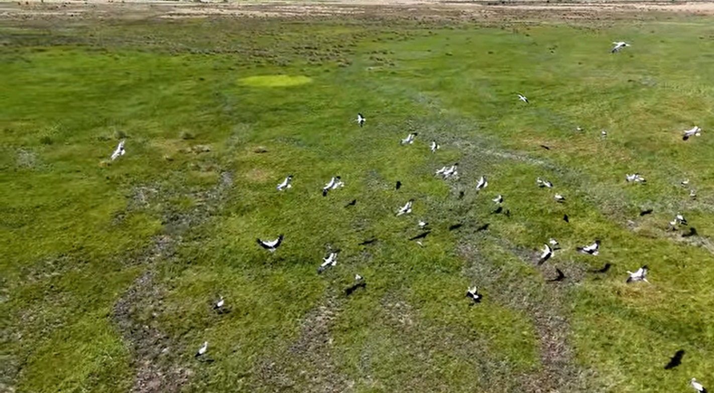 Göçmen Kuşlar Erzincan