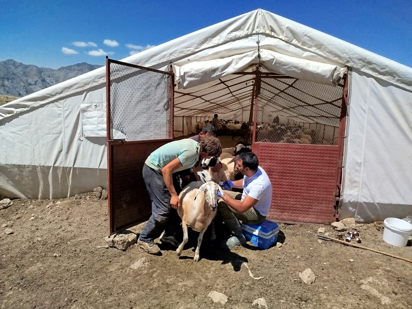 Küçükbaş Şap Aşılama (4)