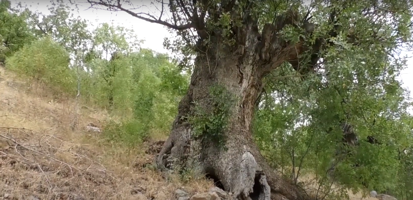 Türkiye’nin En Yaşlı Sakız Ağaçları Erzincan’da (2)