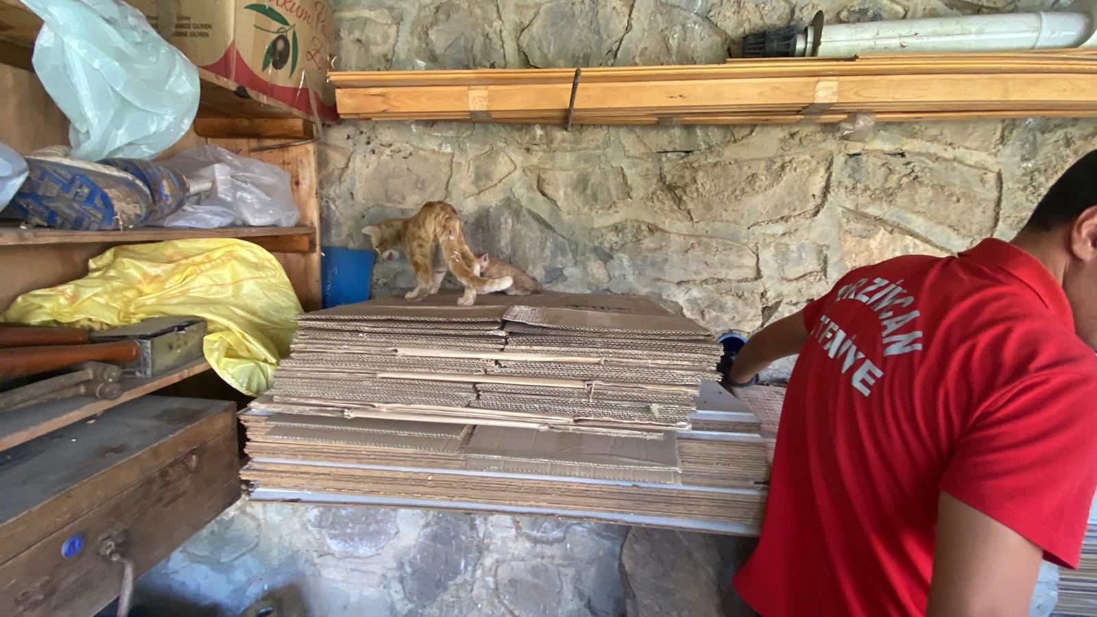 Yaylabaşı Kedi Kurtarma (3)