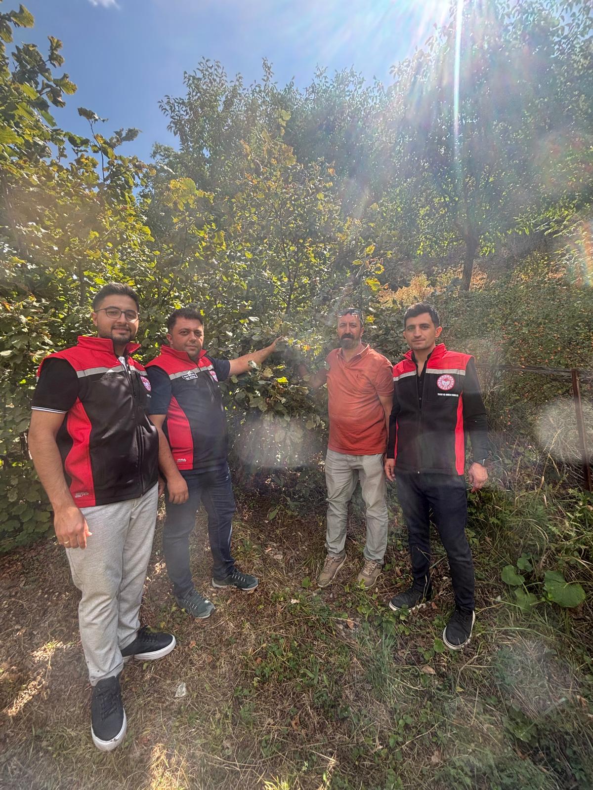 Erzincan Fındık (7)