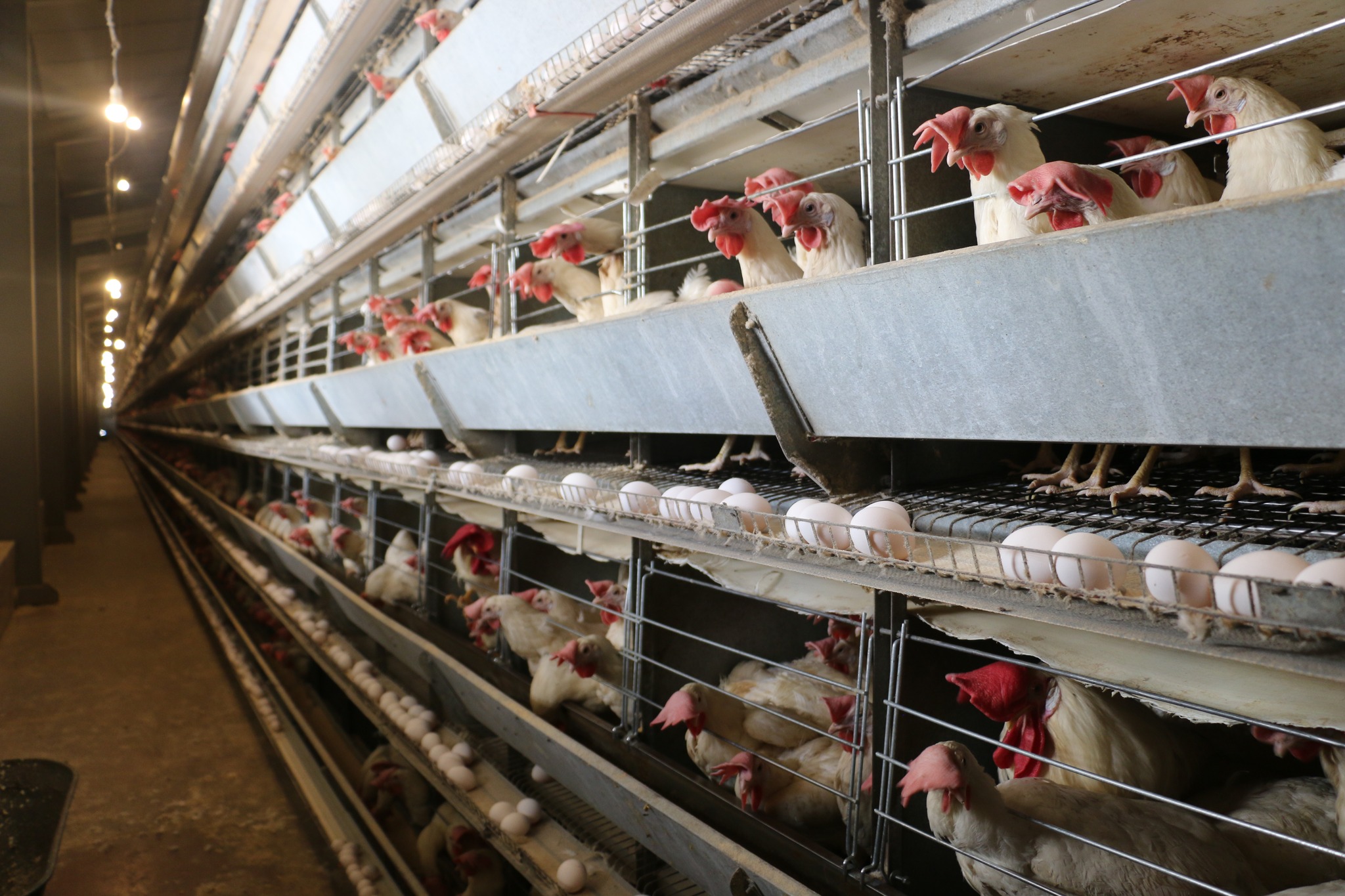 Erzincan Yaylabaşı’nda 200 Bin Başlık Yumurta Tavukçuluğu Tesisi İncelendi1