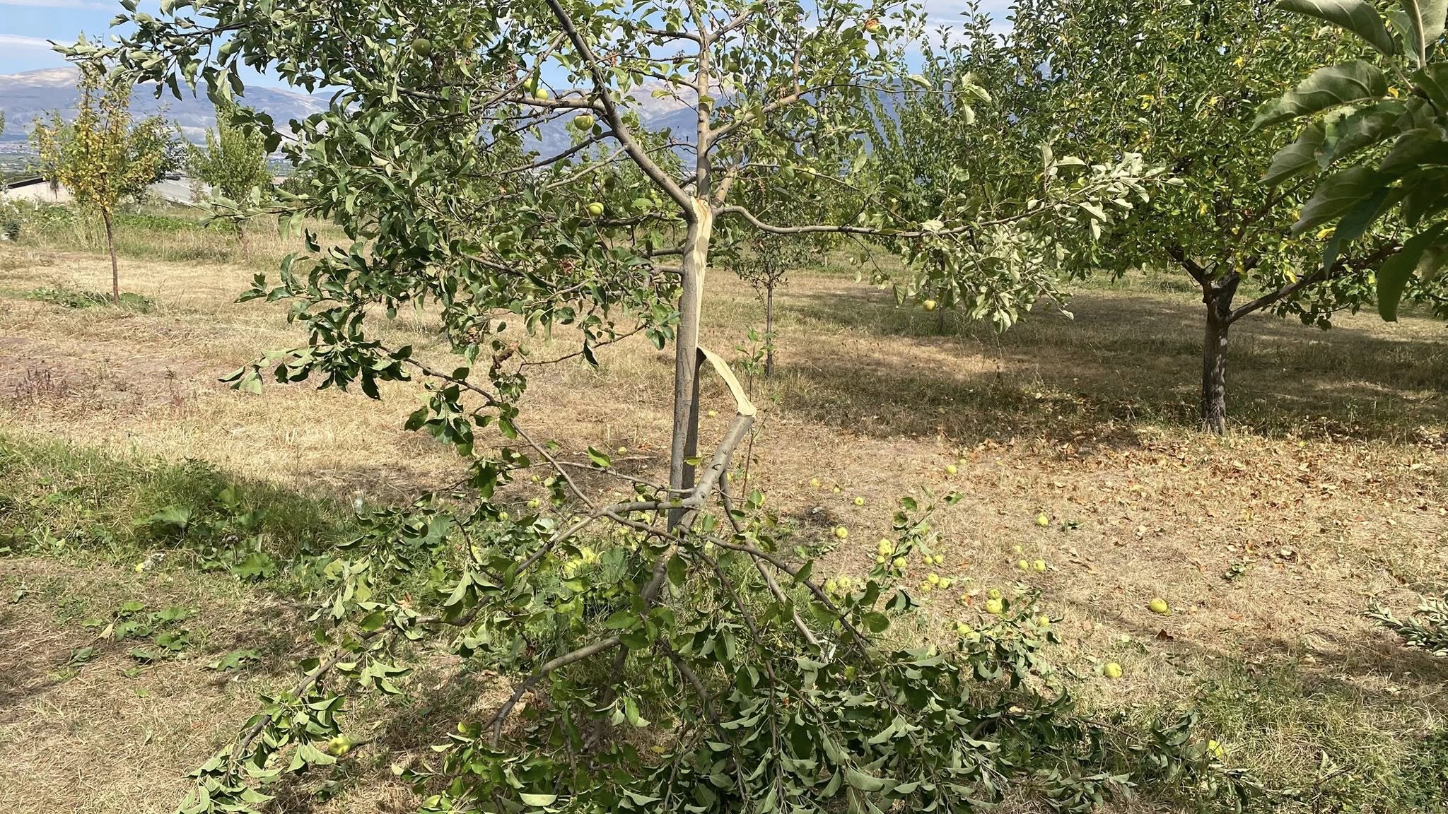 Erzincan’da Ayı Dehşeti. Acaba Sırada Kim Var 1