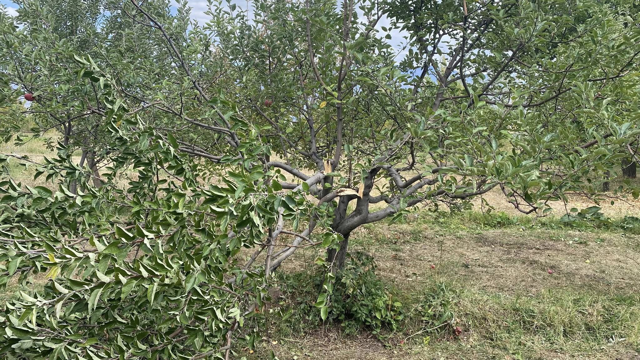 Erzincan’da Ayı Dehşeti. Acaba Sırada Kim Var 2