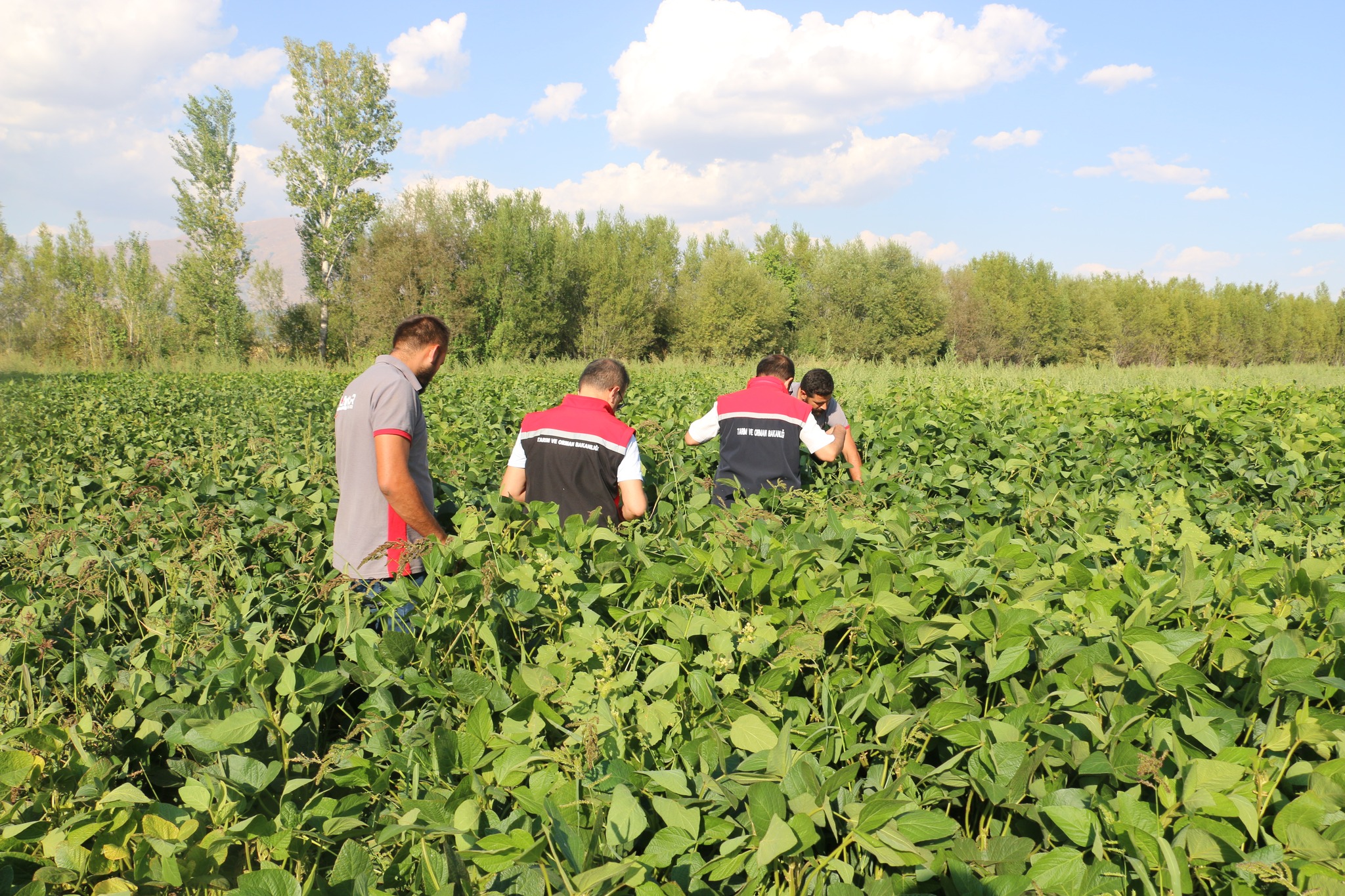 Erzincanda Soya Yetiştiriciliği Başladı (6)