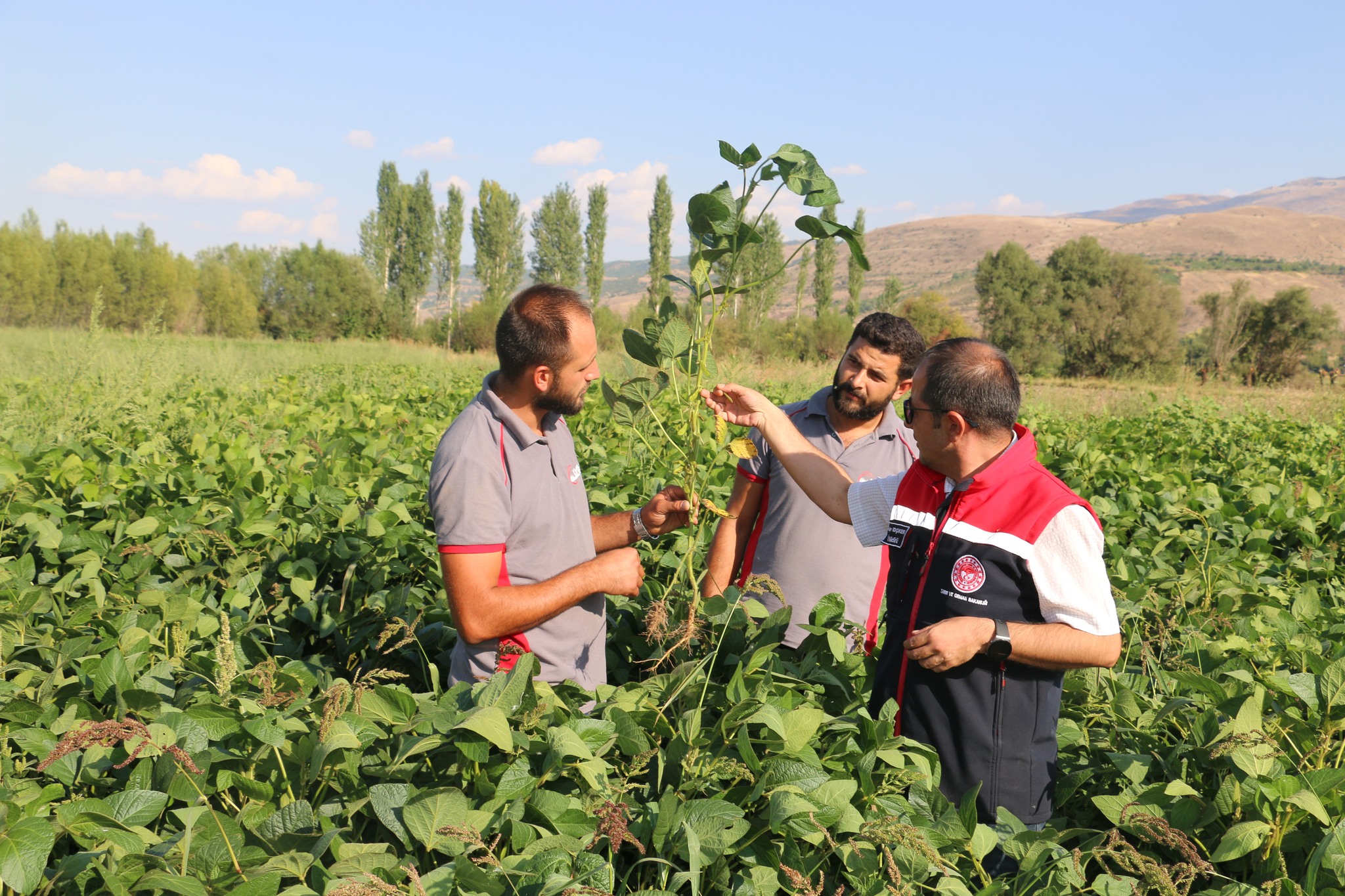 Erzincanda Soya Yetiştiriciliği Başladı (9)
