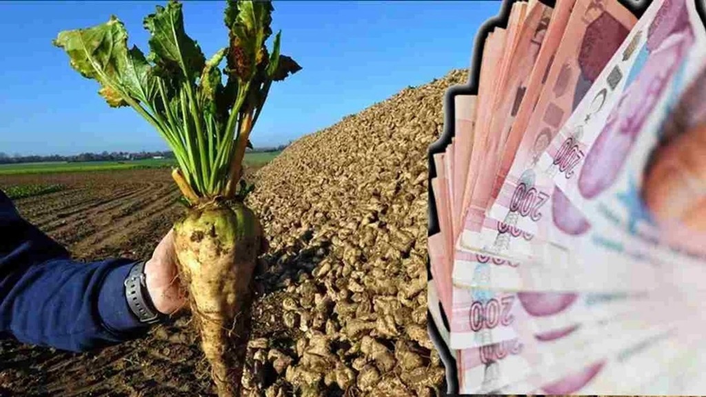 Şekerpancarı Fiyat