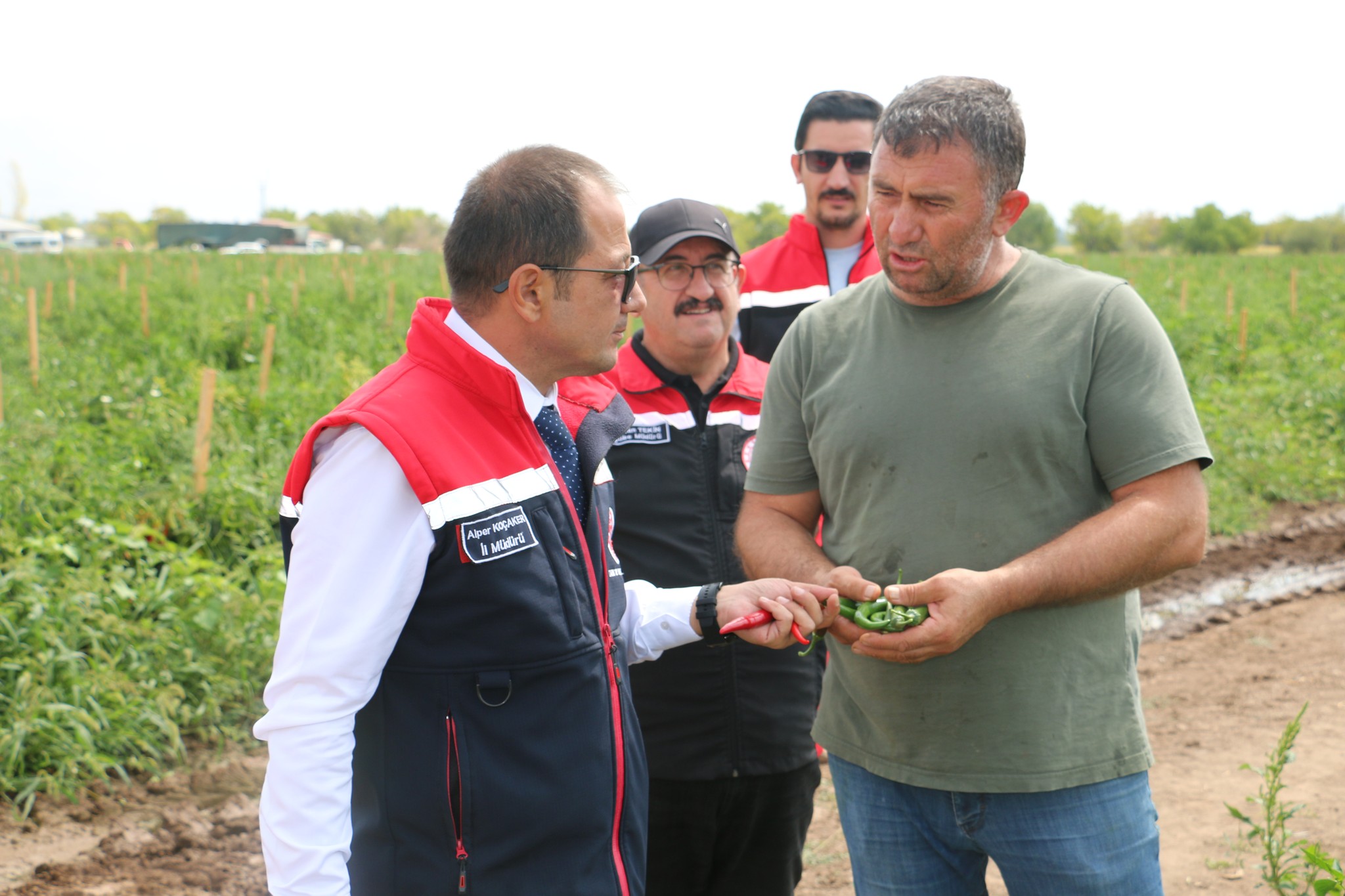 Şili Kaliforniya Jalapone Hepsi Erzincanda (4)