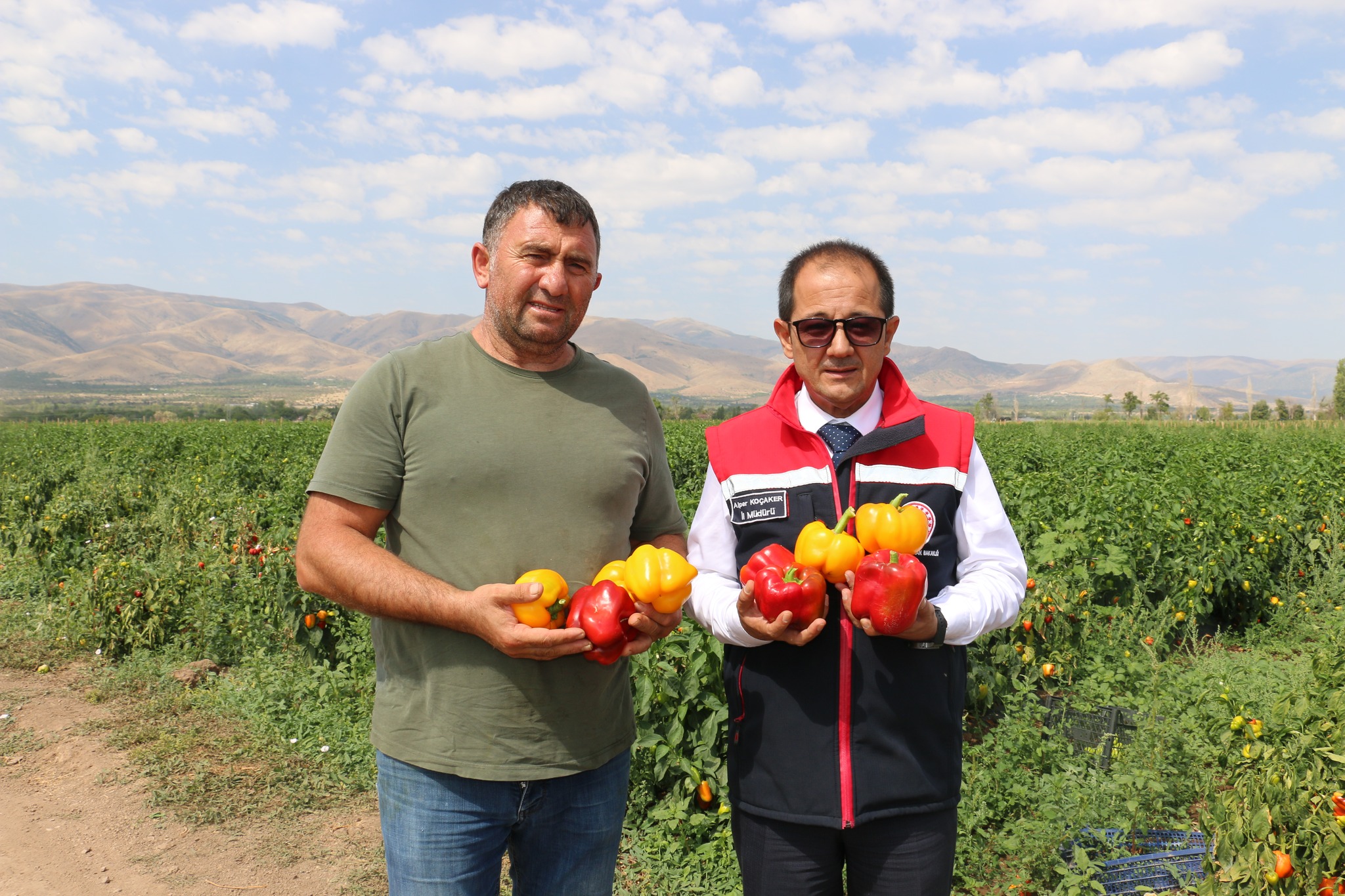 Şili Kaliforniya Jalapone Hepsi Erzincanda (5)