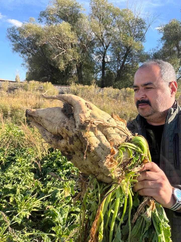 Erzincan’da Üretilen Kocaman Şeker Pancarı Görenleri Hayrete Düşürdü 11