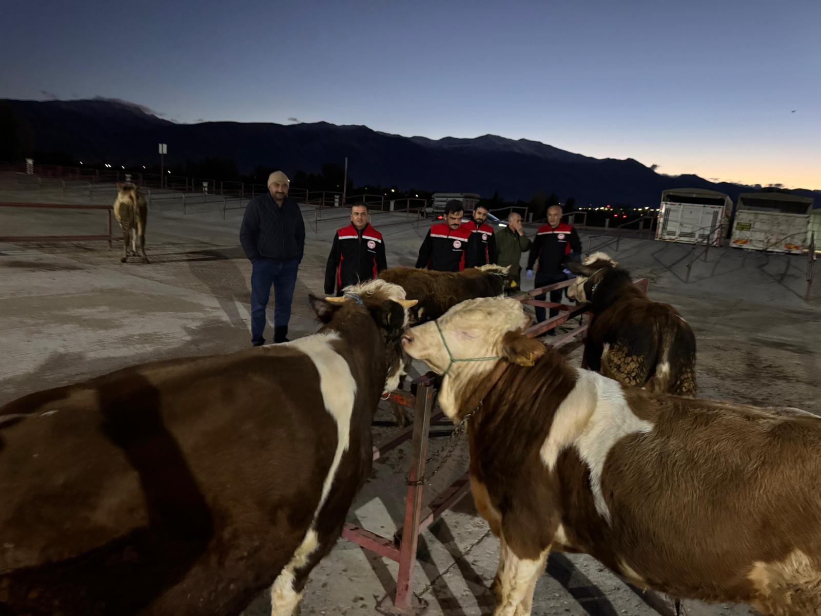 Hayvan Pazarı Açıldı (5)