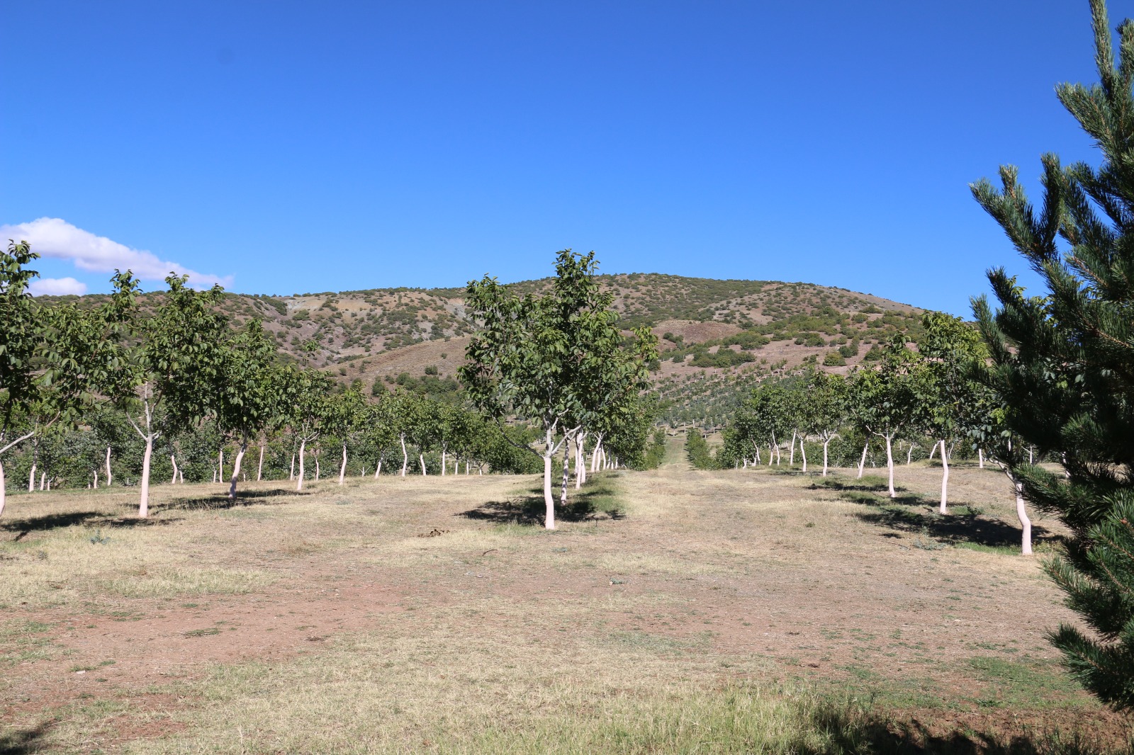 Kemah Ceviz Bal Sera (2)-1