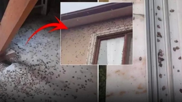 Kokarca Böceği 1