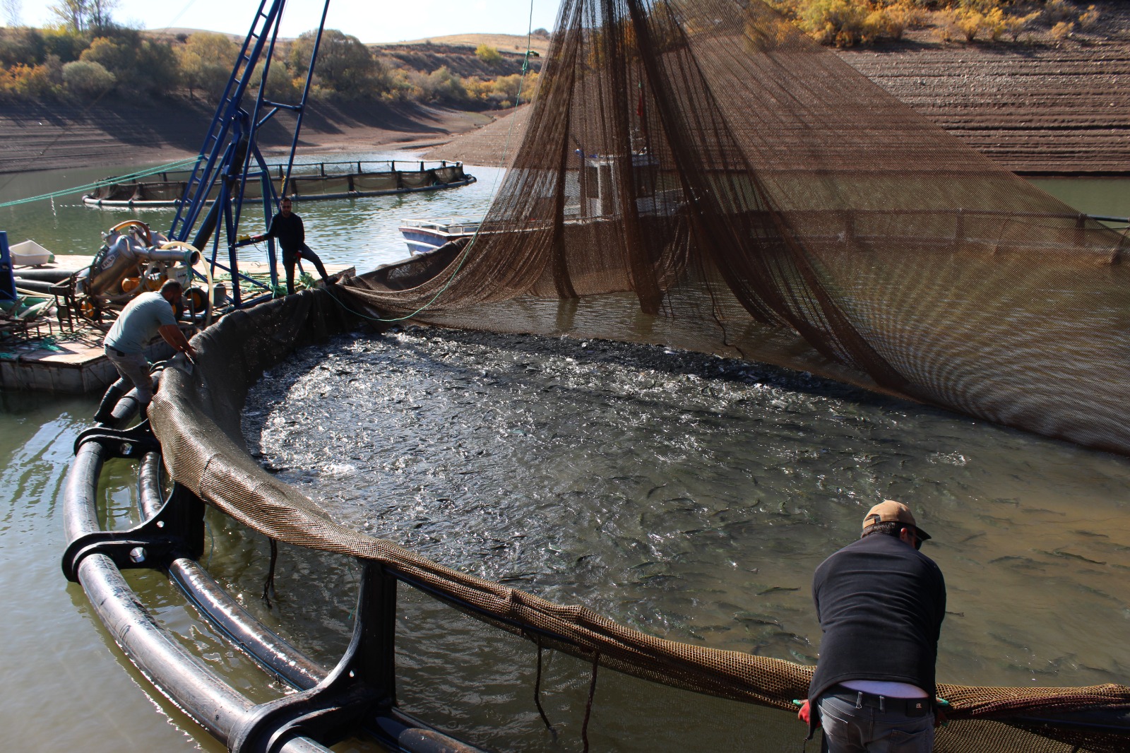 Tercan Balık Üretimi (10)