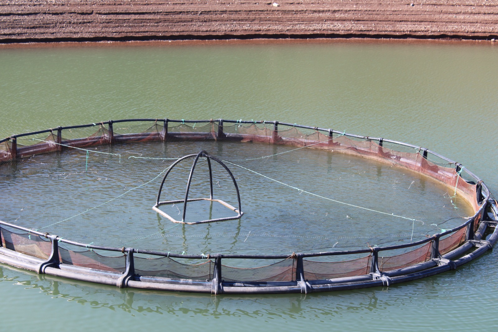 Tercan Balık Üretimi (11)