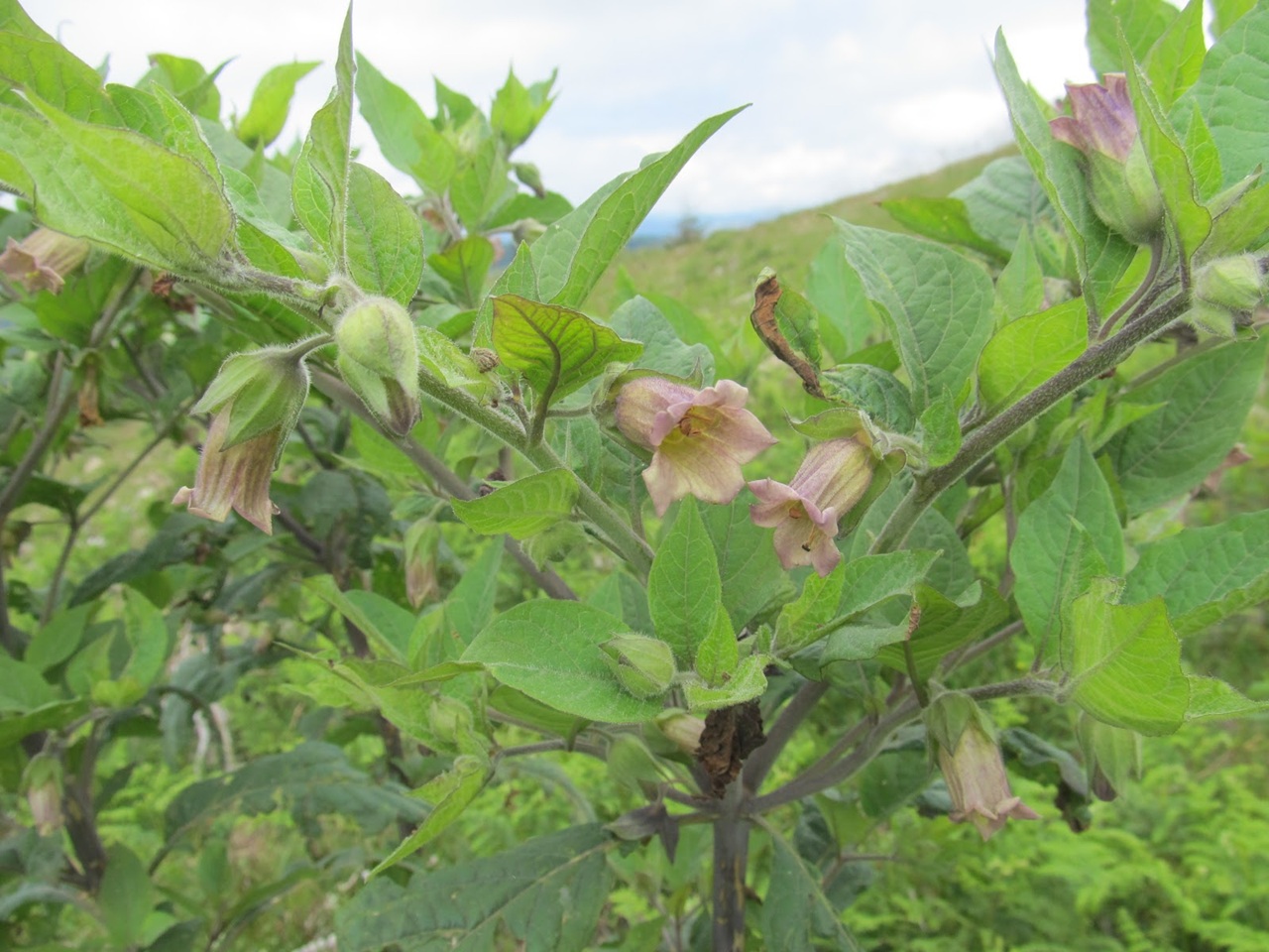 Güzelavrat Otu Zehirli 1