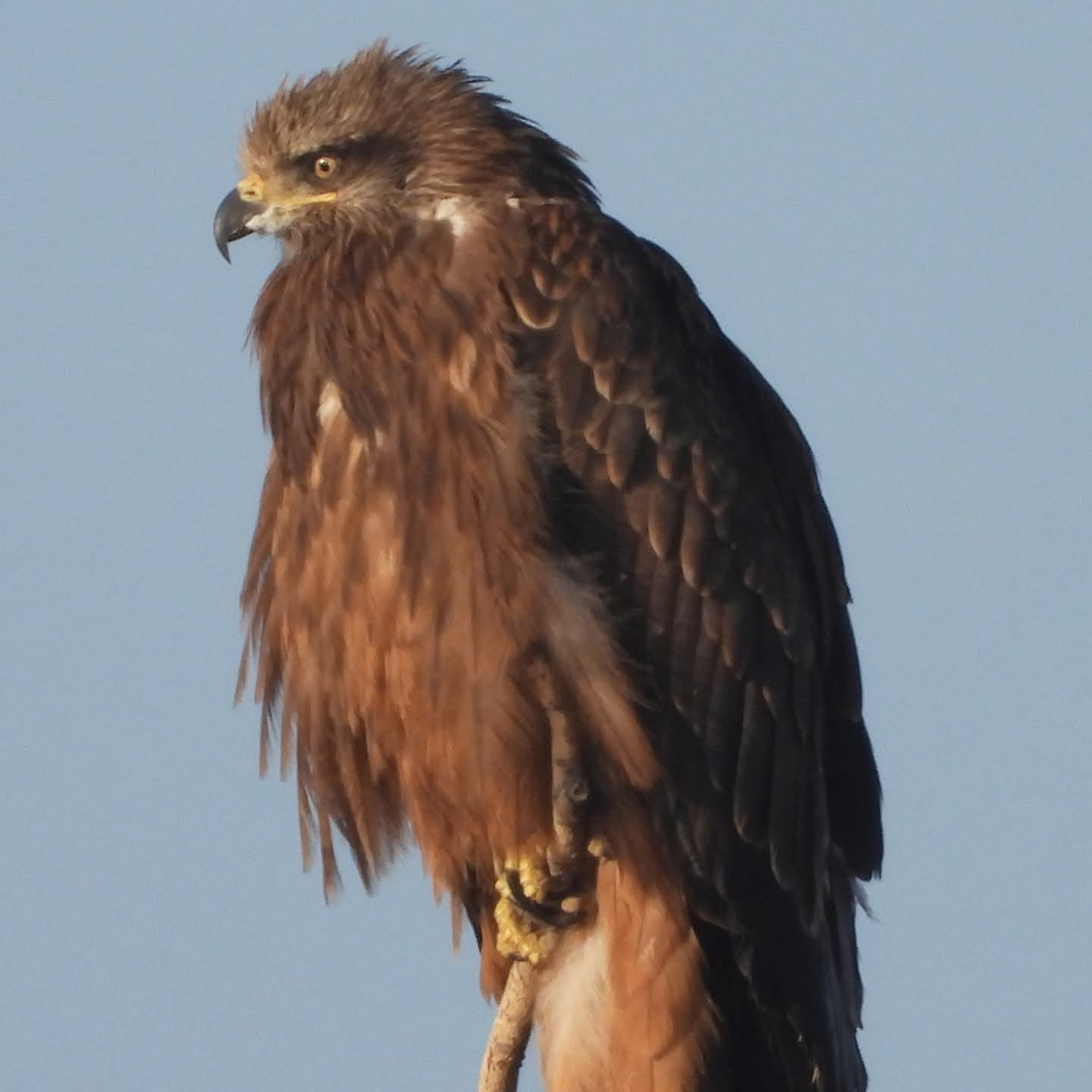 Kara Çaylak Kuşu 1