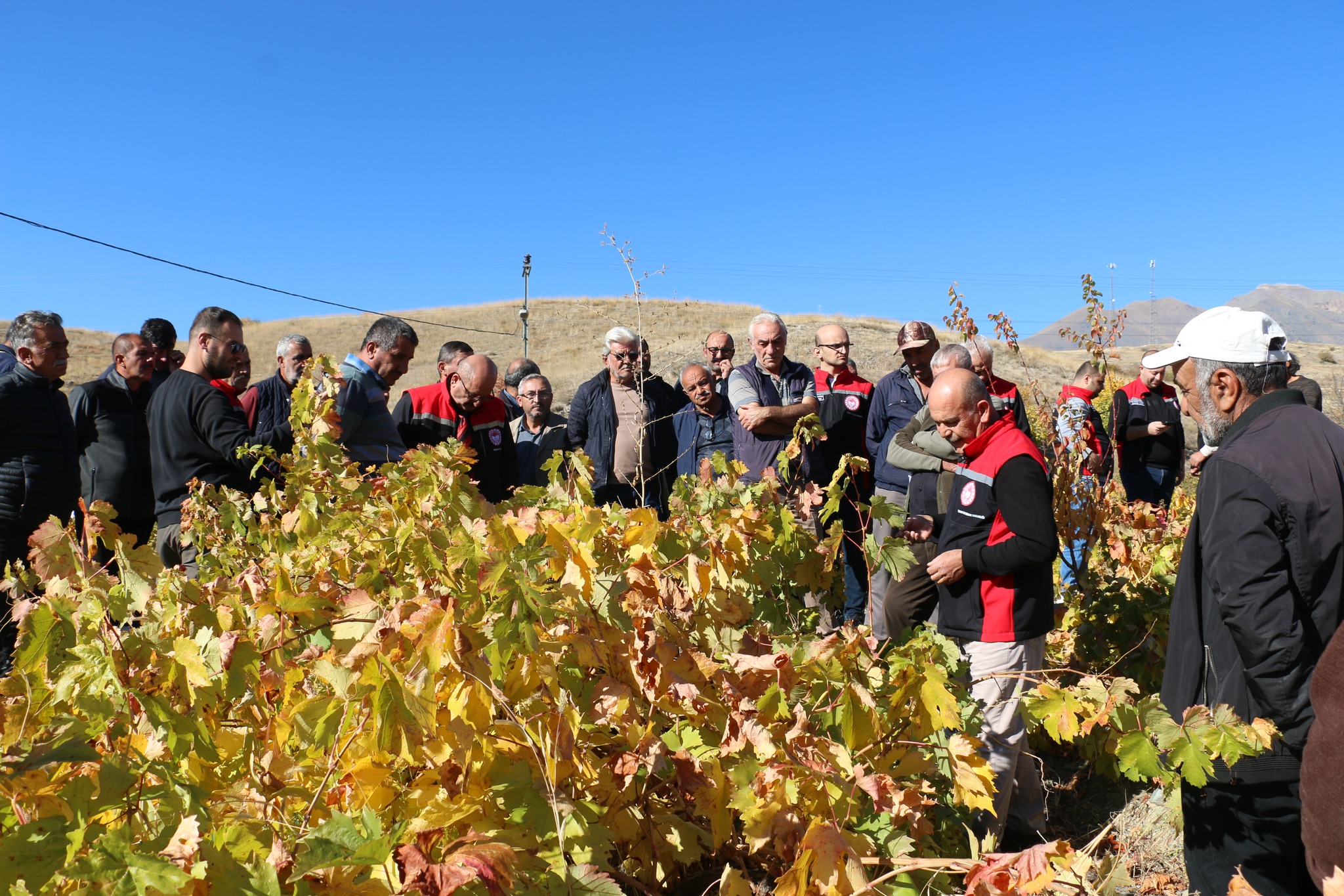 Pişkidağ Bağcılık Eğitimi (10)