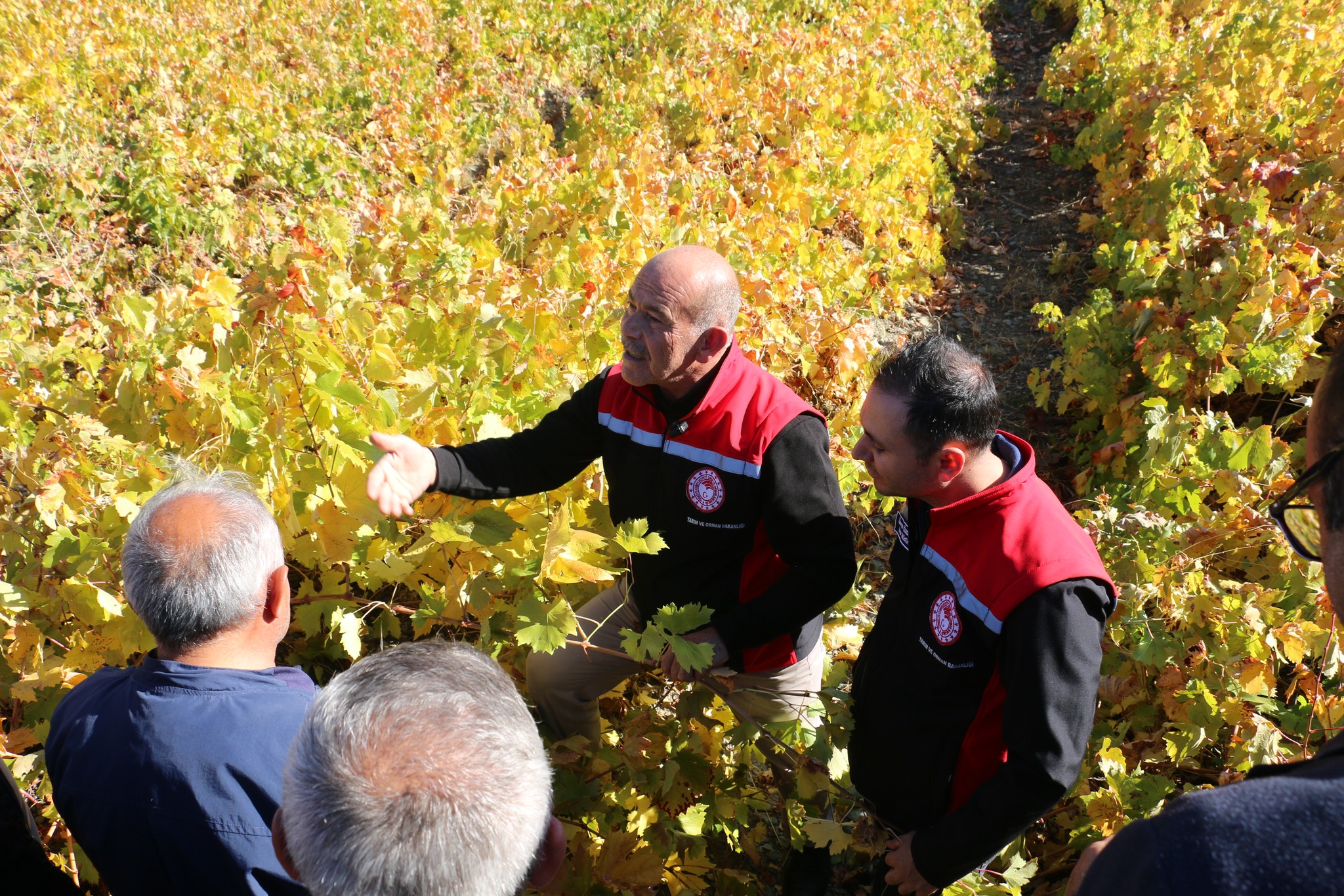Pişkidağ Bağcılık Eğitimi (3)
